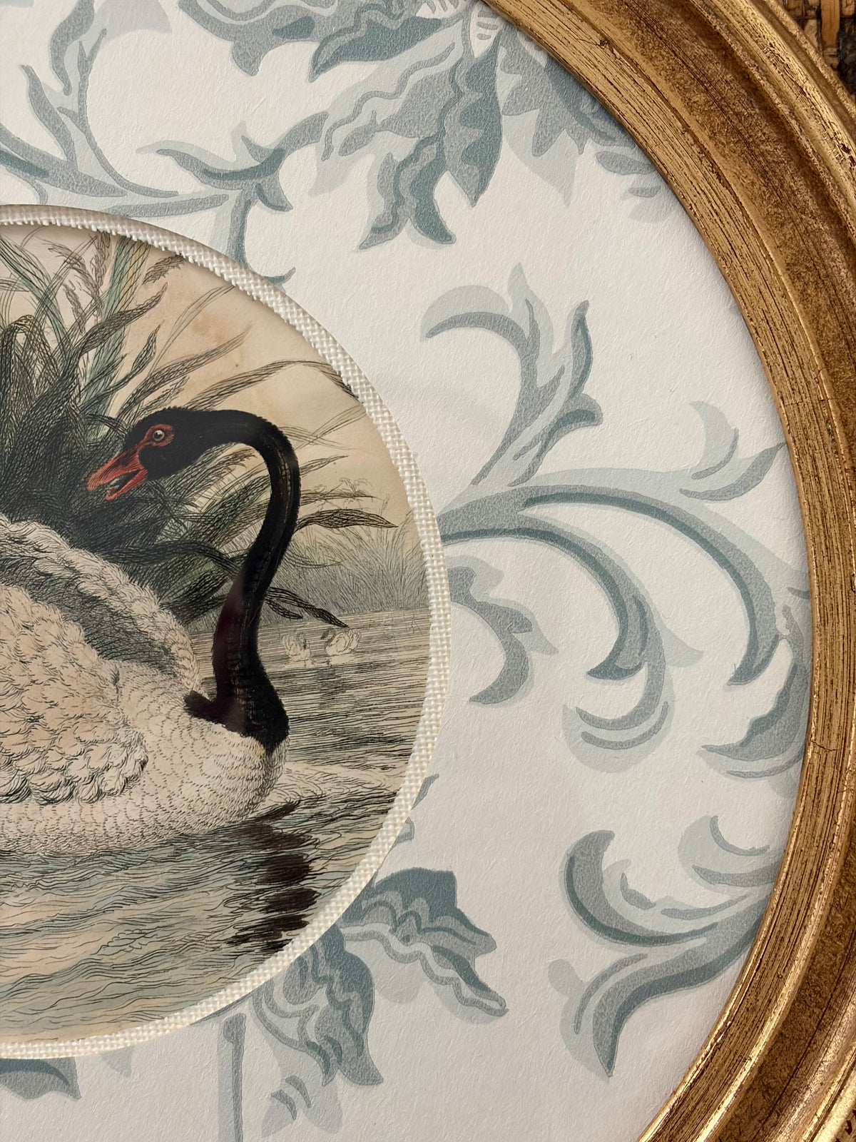 Antique Black Swan Engraving
