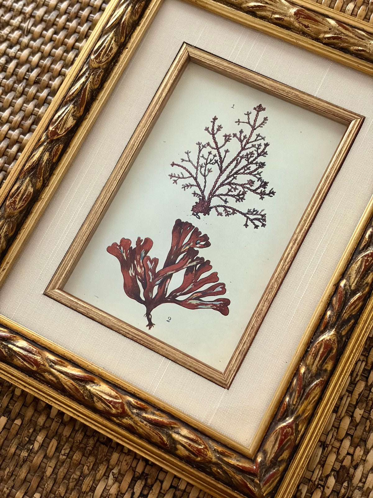 Antique Coral Print