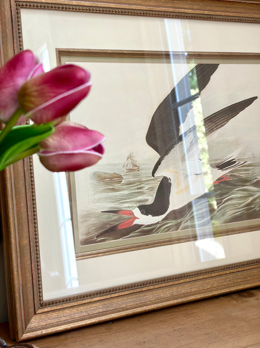 Black Skimmer Plate 355