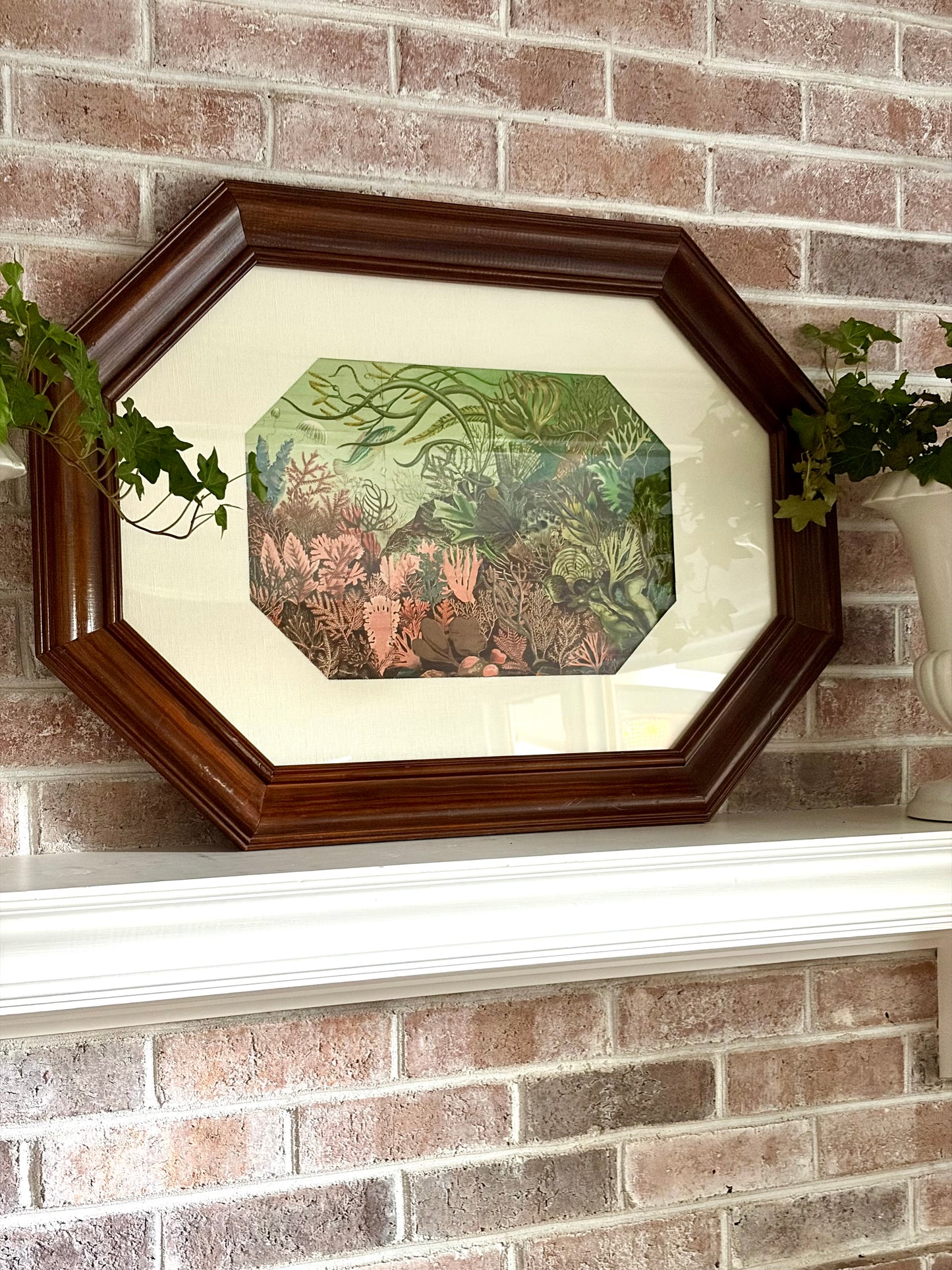 Framed Antique British Seaweeds Print