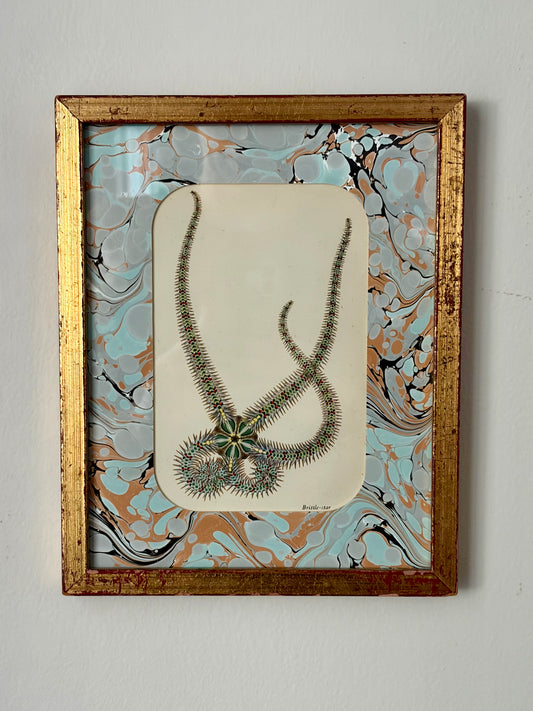 Vintage Starfish Print