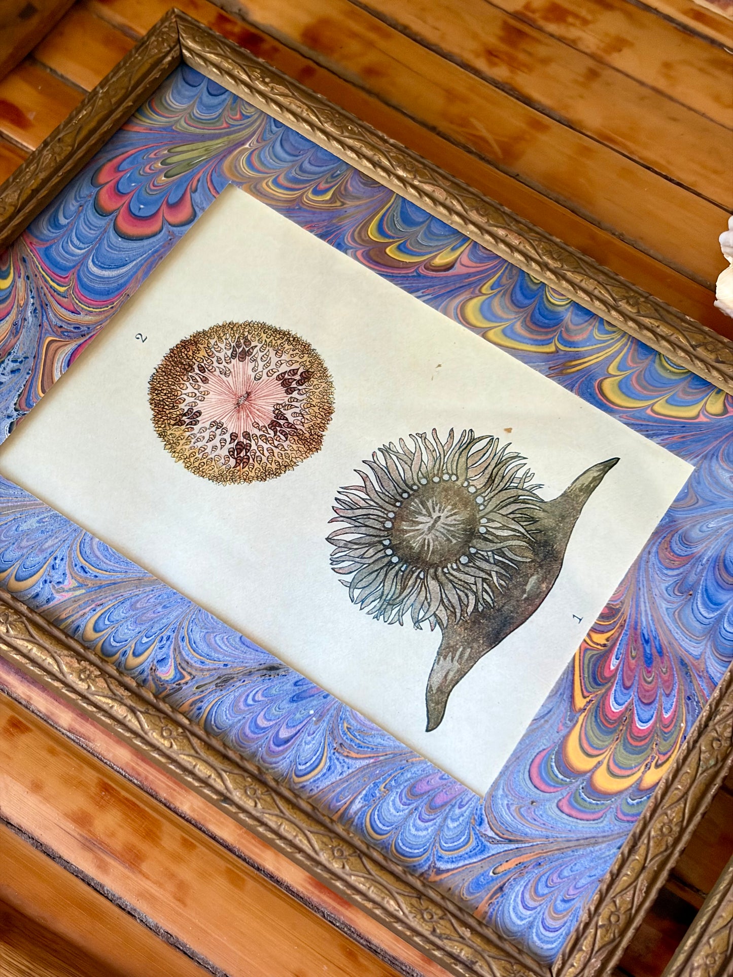 Pair of Framed Antique Coral & Anemone Prints