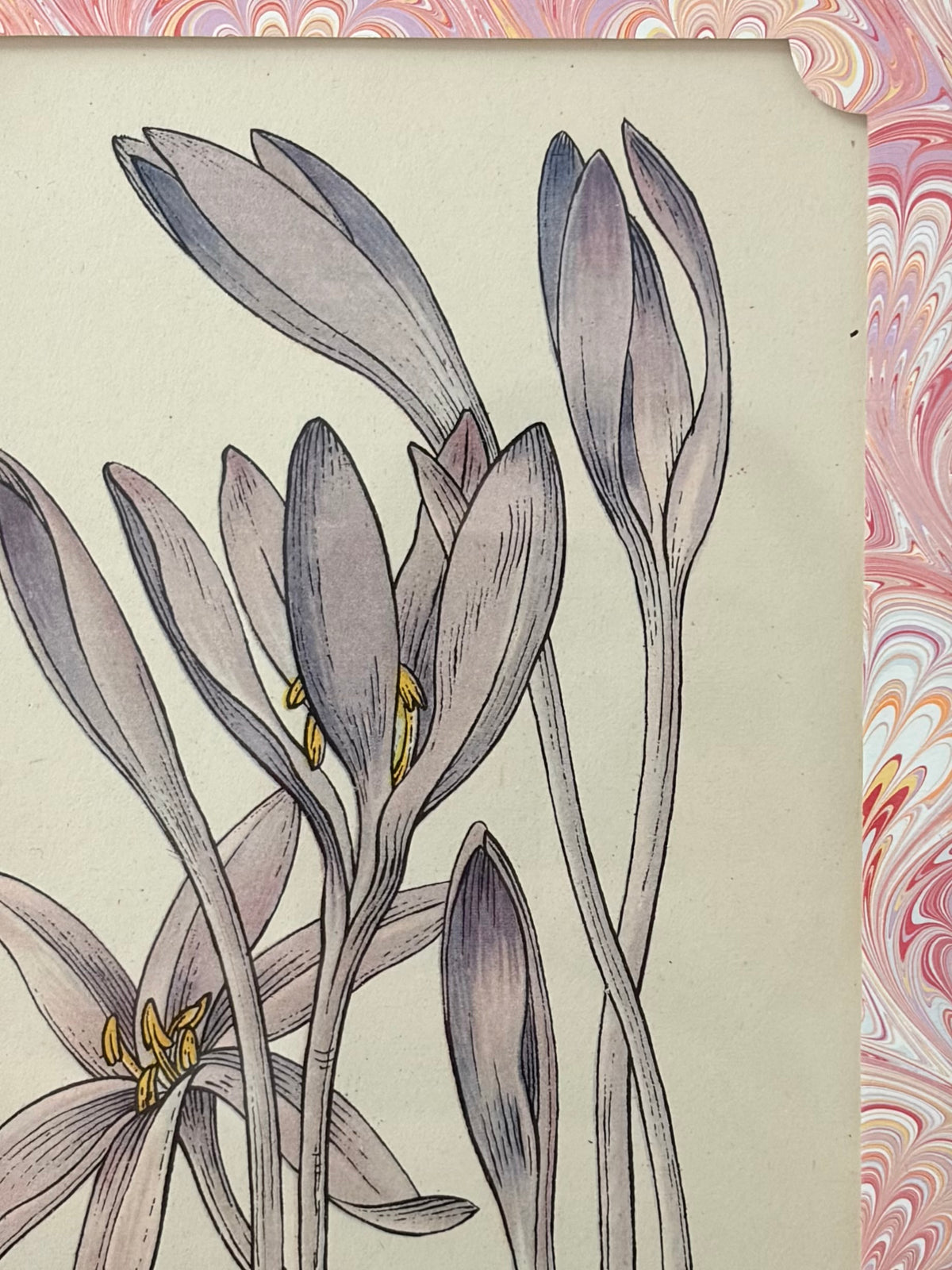 Vintage Flower Print