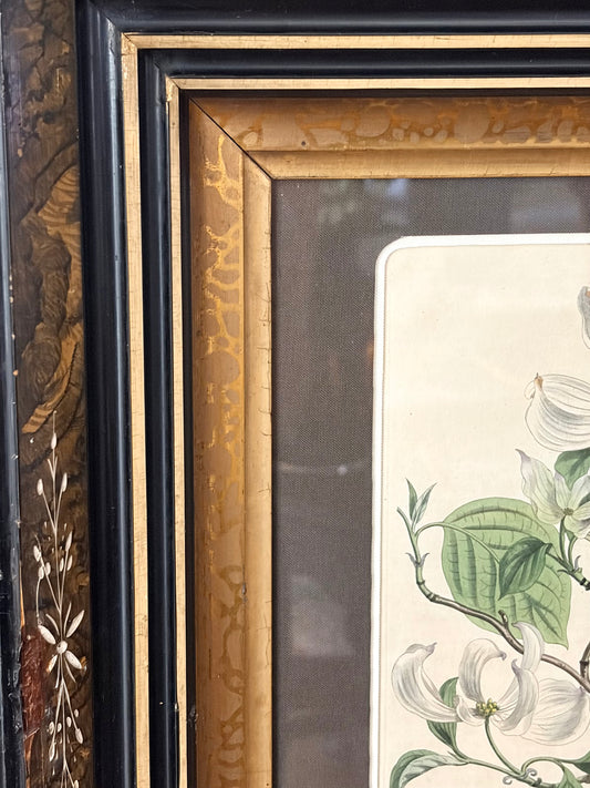 Antique Dogwood Engraving
