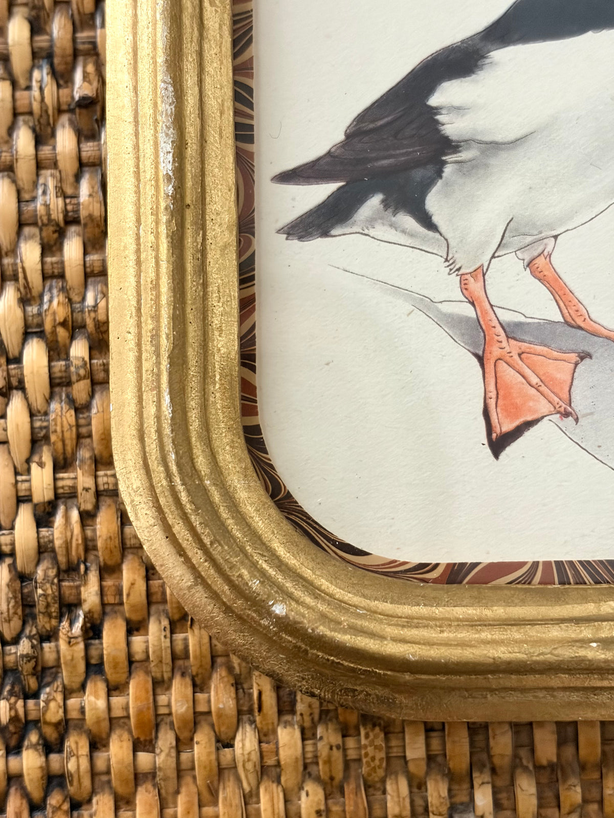 Vintage Puffin Print