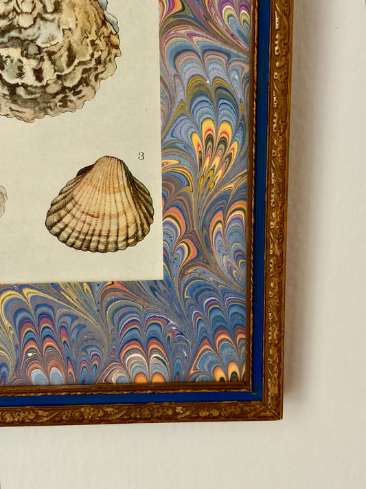 Framed Antique Shell Print