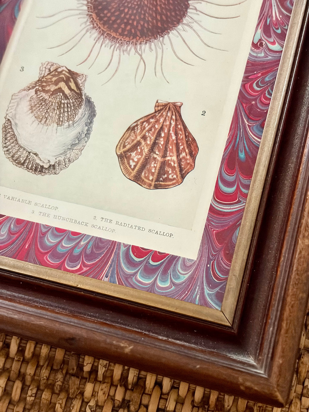 Antique Shell Print