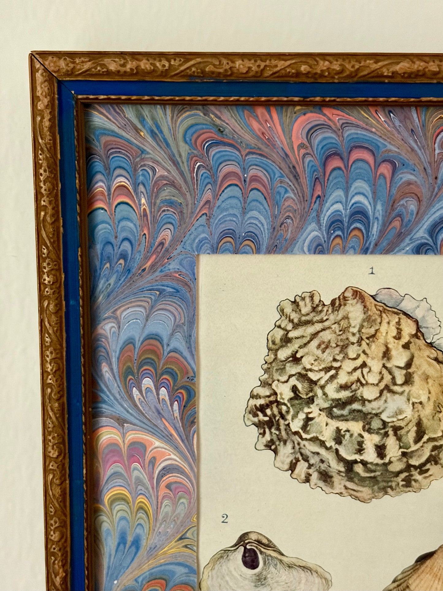 Framed Antique Shell Print