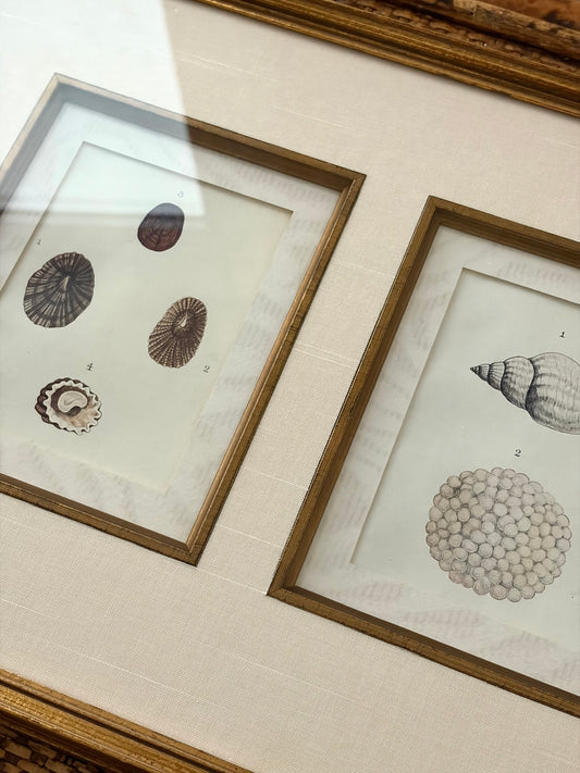 Antique Trio of Shell Prints
