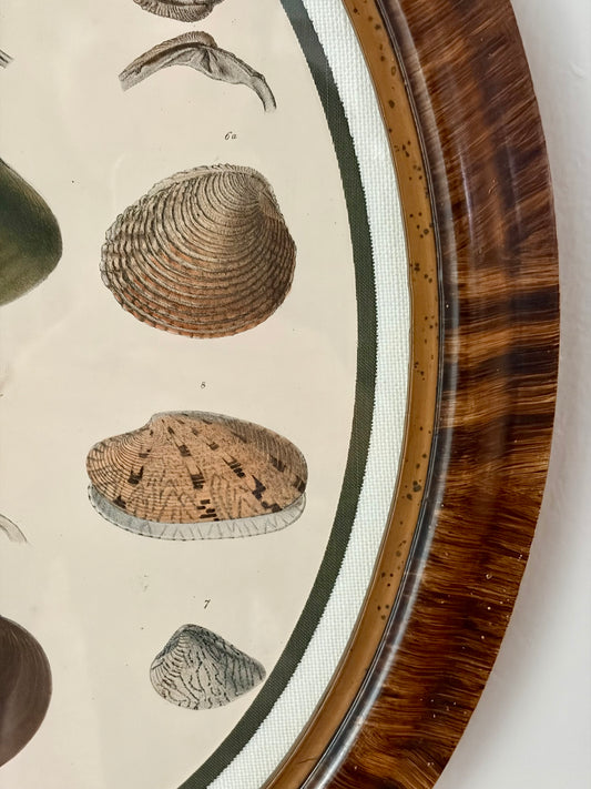 Antique Framed Shell Lithograph