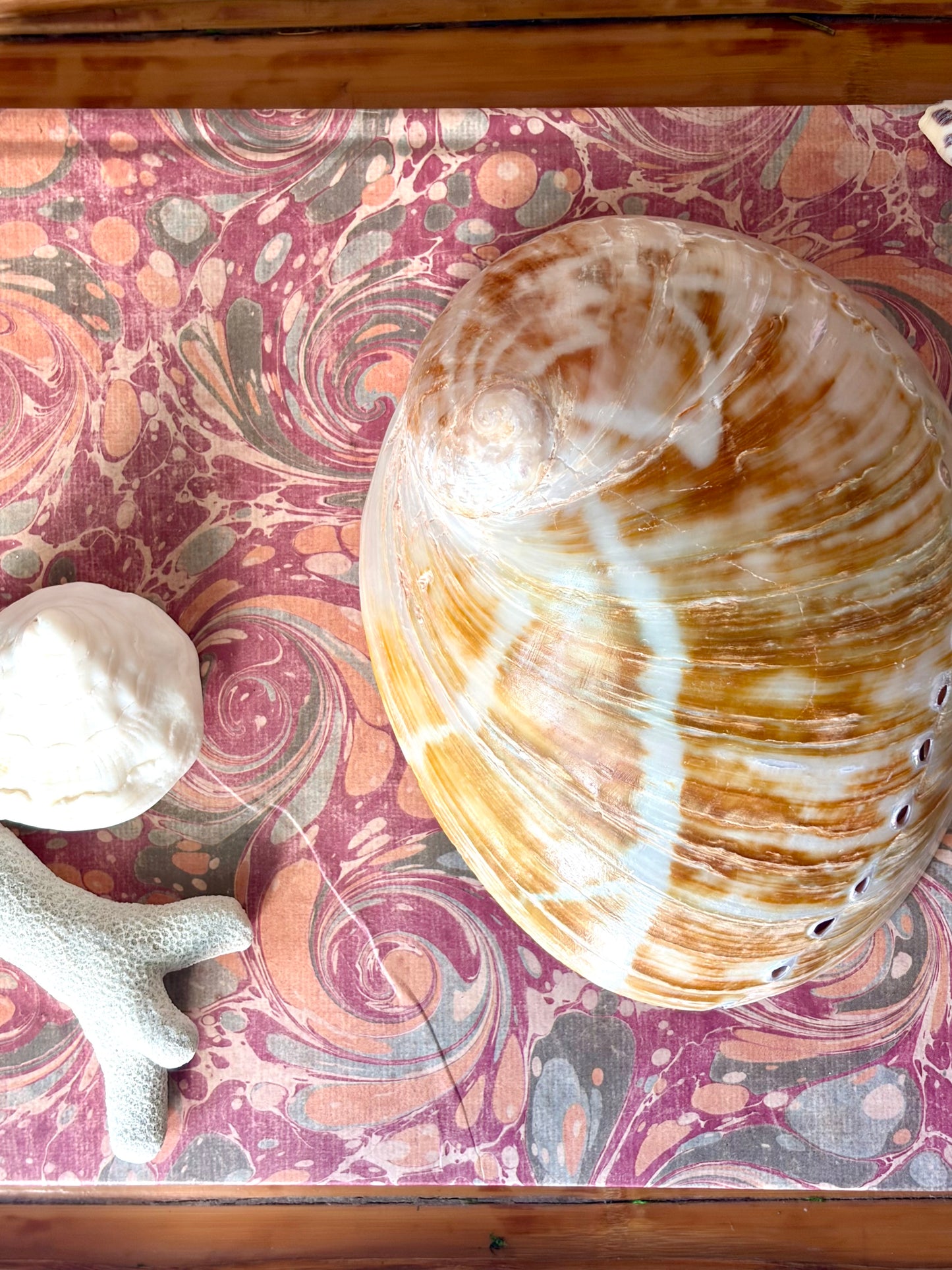 Polished Abalone Shell No.1