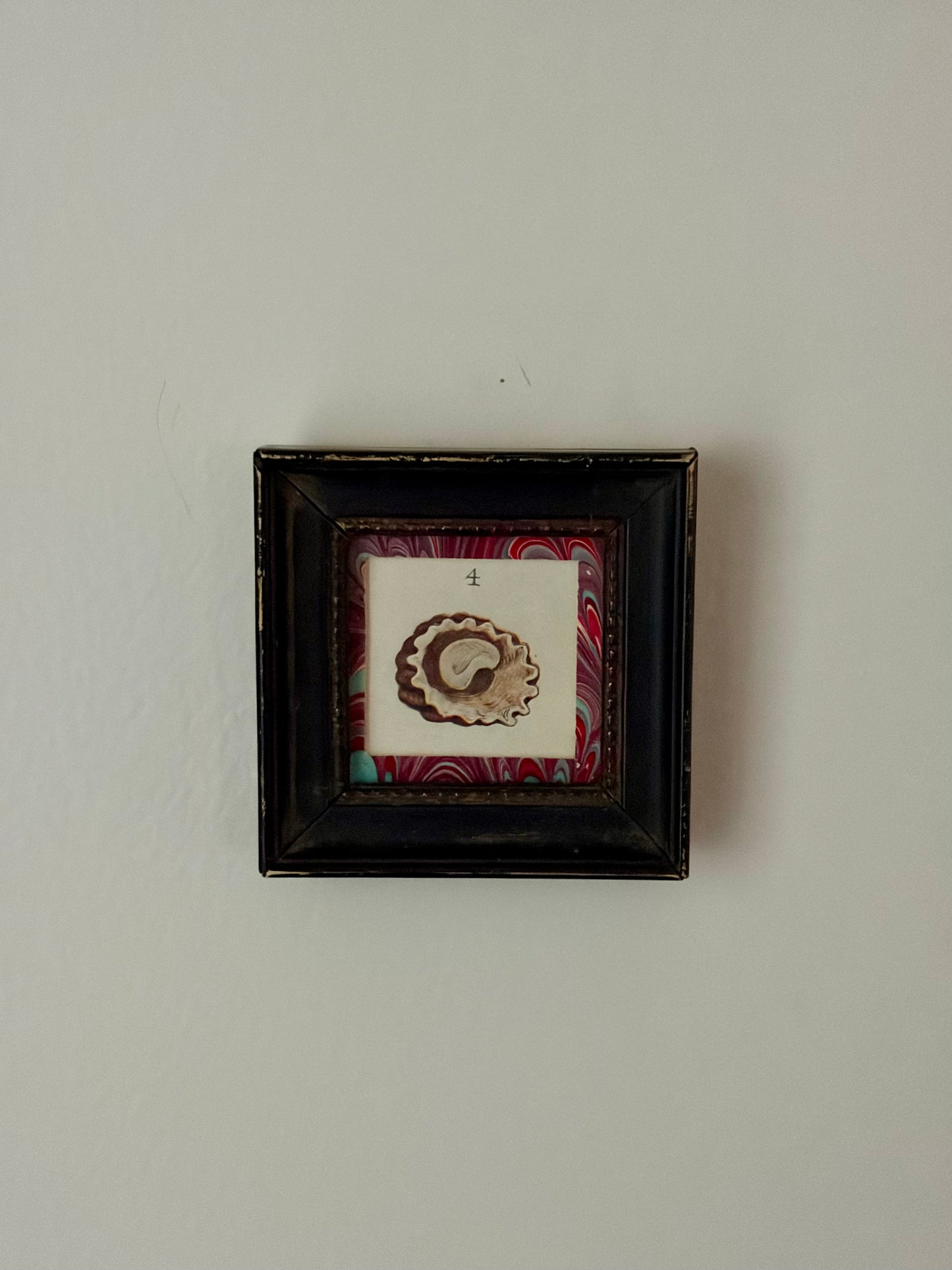 Mini Framed Antique Shell Print