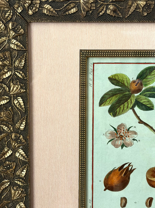 Rare Antique 18th Century Botanical Engraving