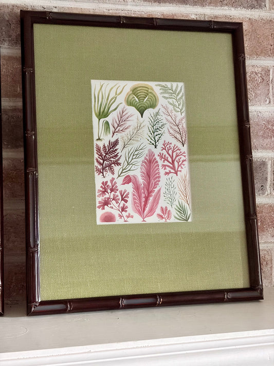 Pair of Framed Vintage Seaweed Prints