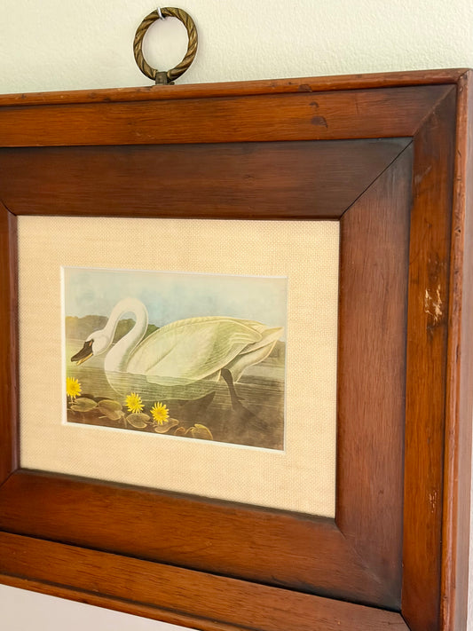 Whistling Swan Plate 35