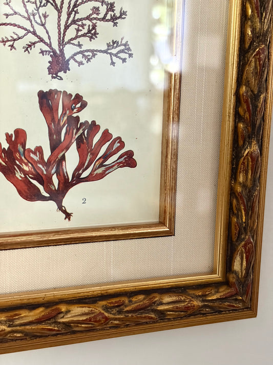 Antique Coral Print