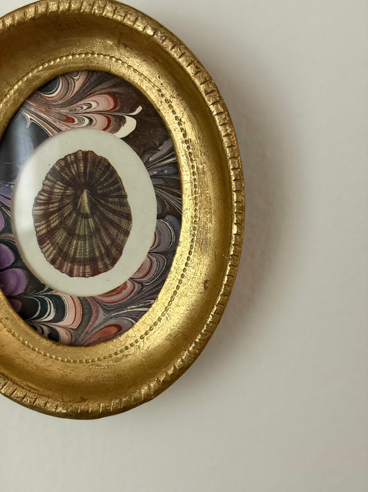 Mini Framed Antique Shell Print