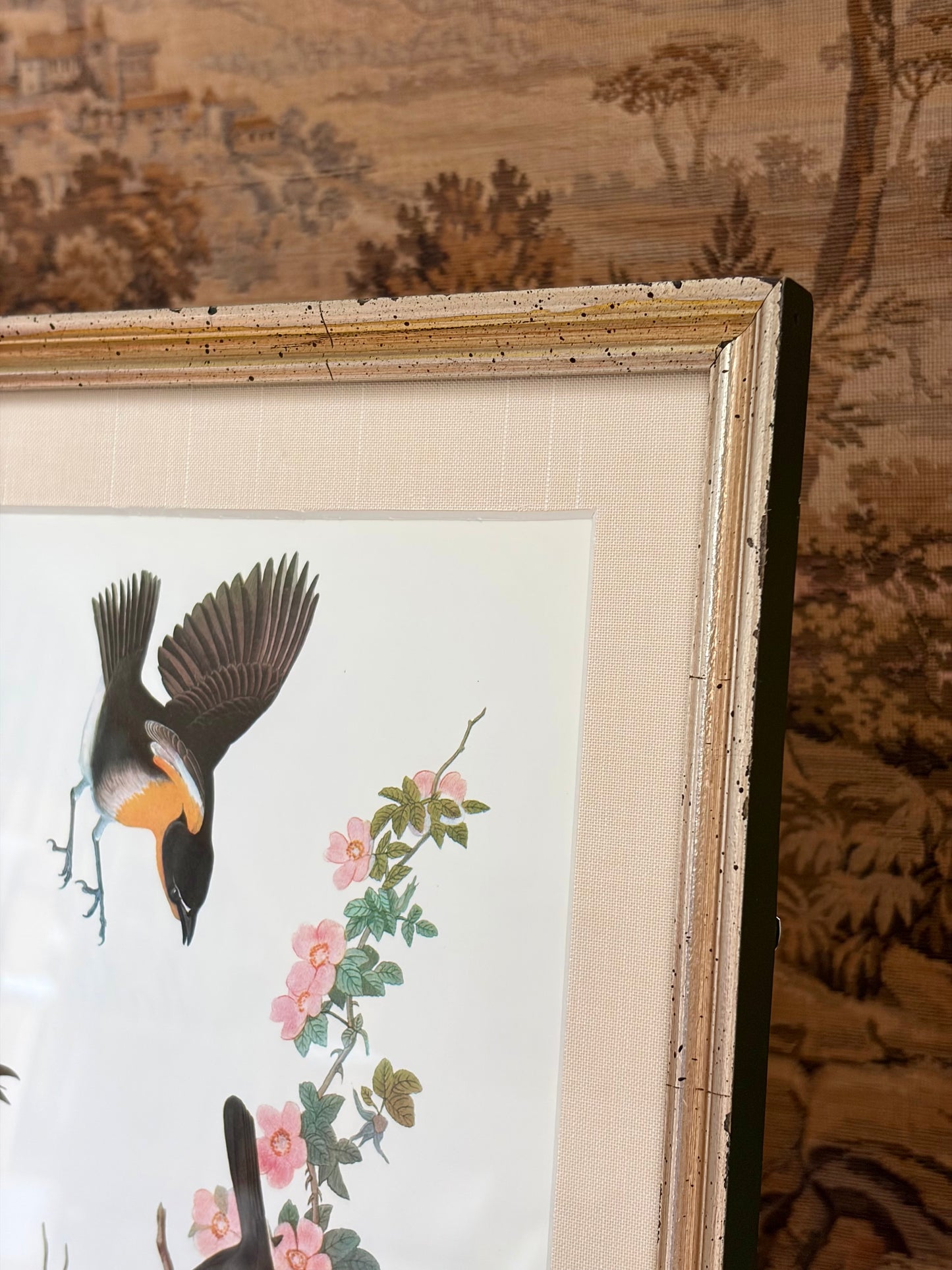 Yellow-Breasted Chat Plate 243