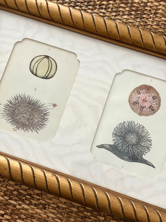 Pair of Antique Anemone & Sea Urchin Prints
