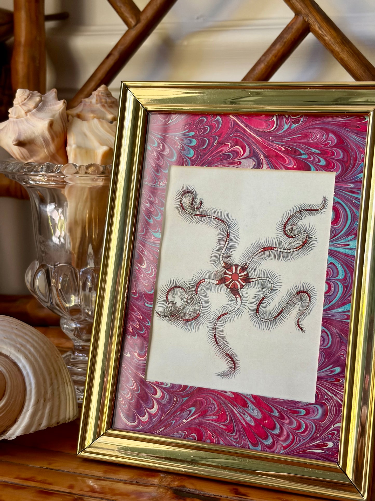 Framed Antique Starfish Print