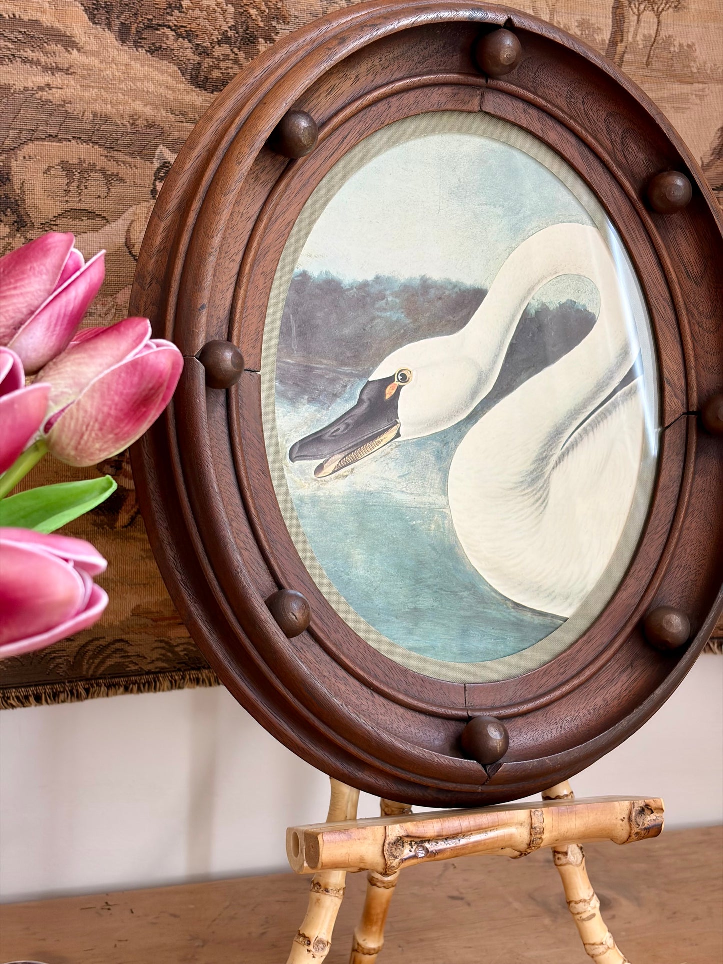 Trumpeter Swan Plate 7