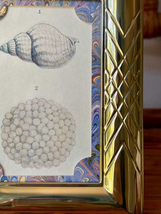 Framed Antique Shell Print