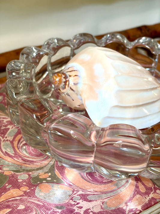 Polished Shell