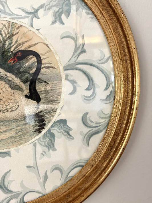 Antique Black Swan Engraving