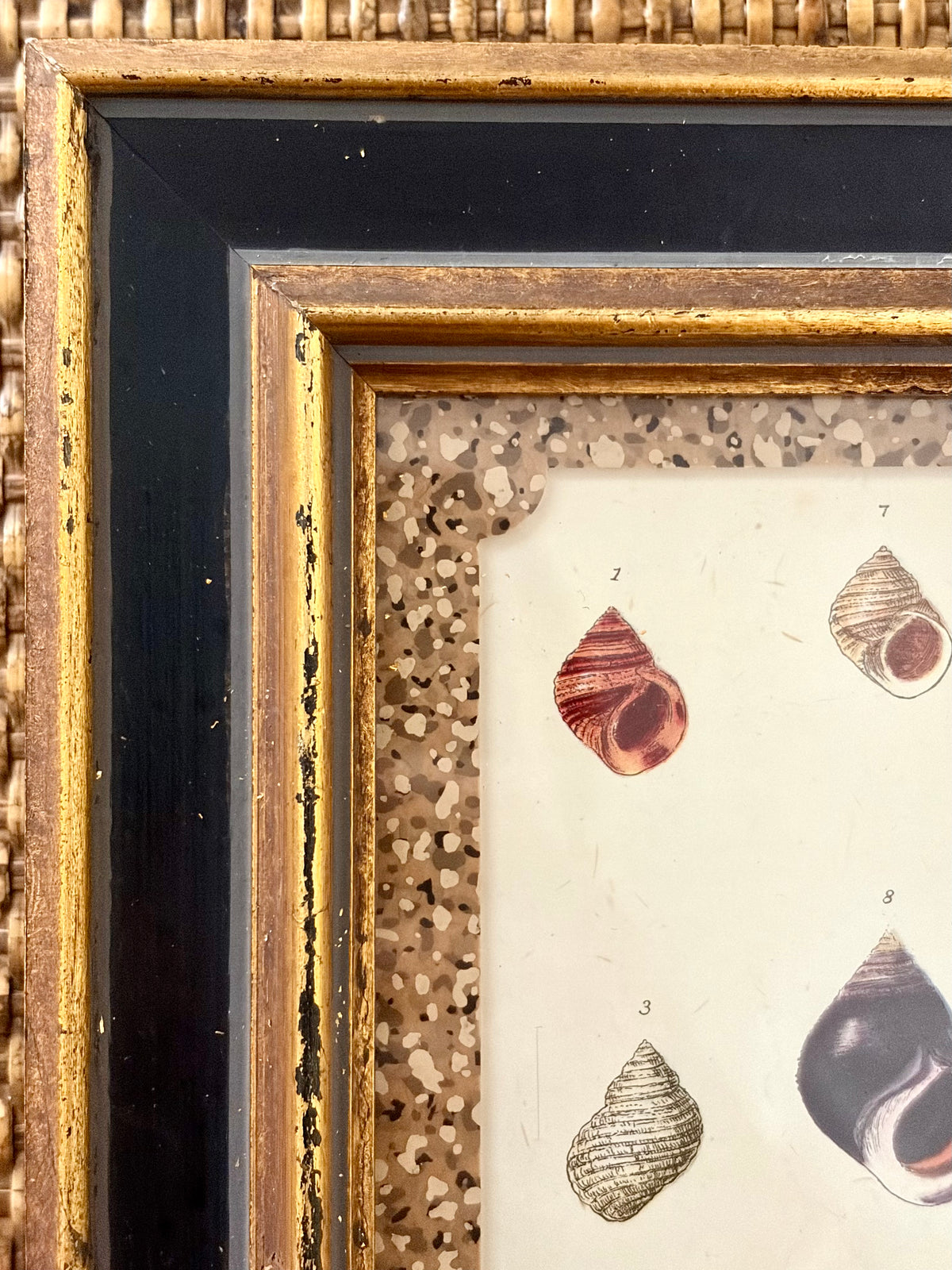 Vintage Shell Print