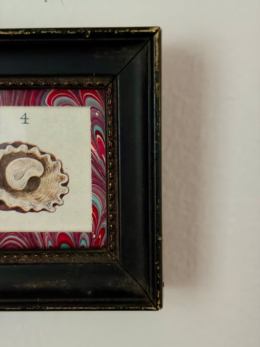 Mini Framed Antique Shell Print