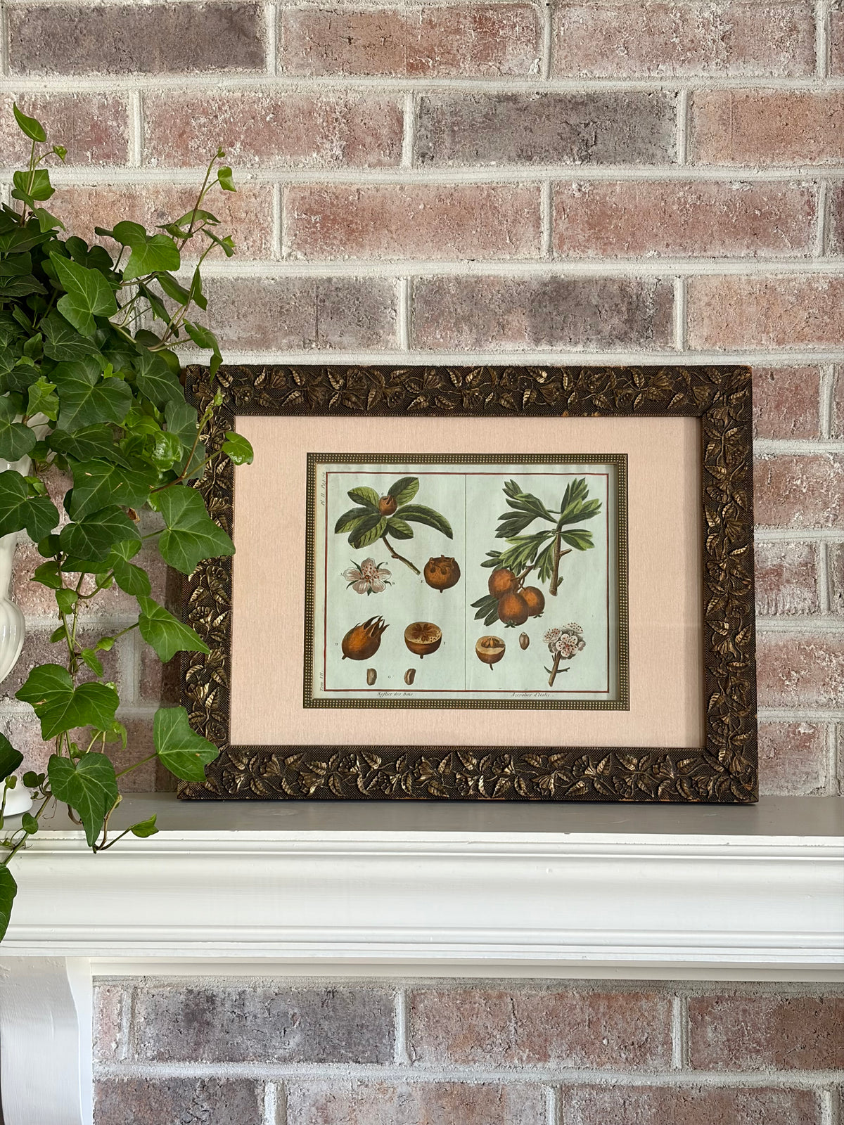 Rare Antique 18th Century Botanical Engraving