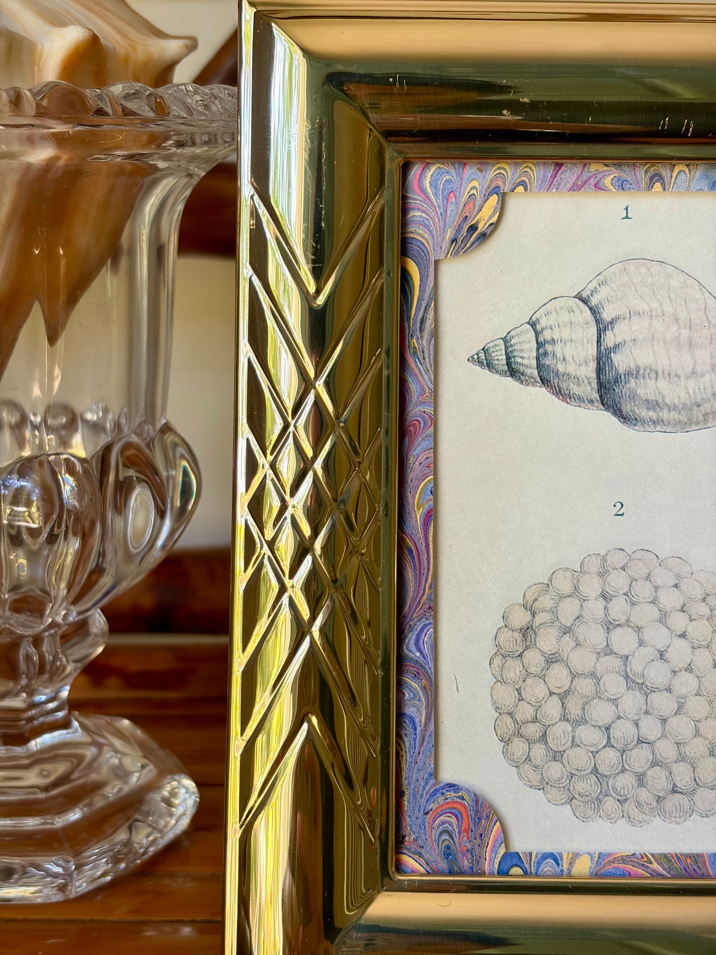 Framed Antique Shell Print