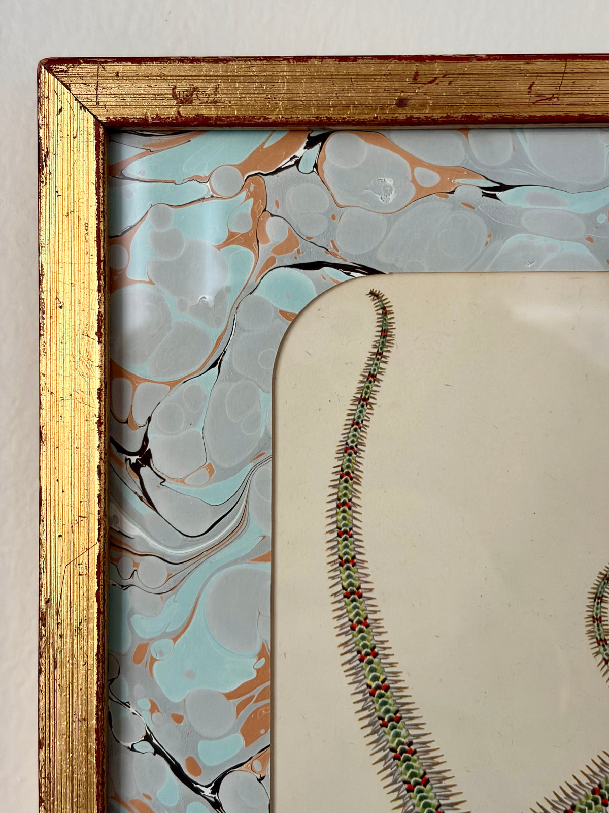 Vintage Starfish Print
