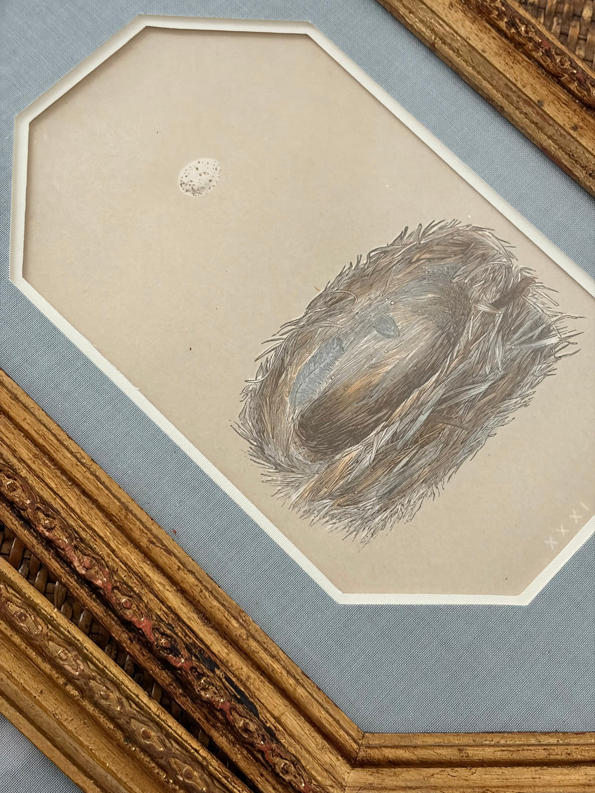 Pair of Antique Bird Nest Prints