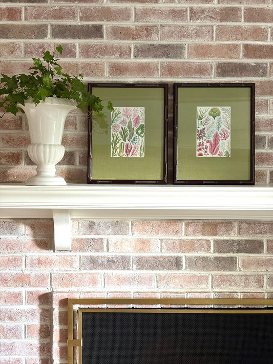 Pair of Framed Vintage Seaweed Prints