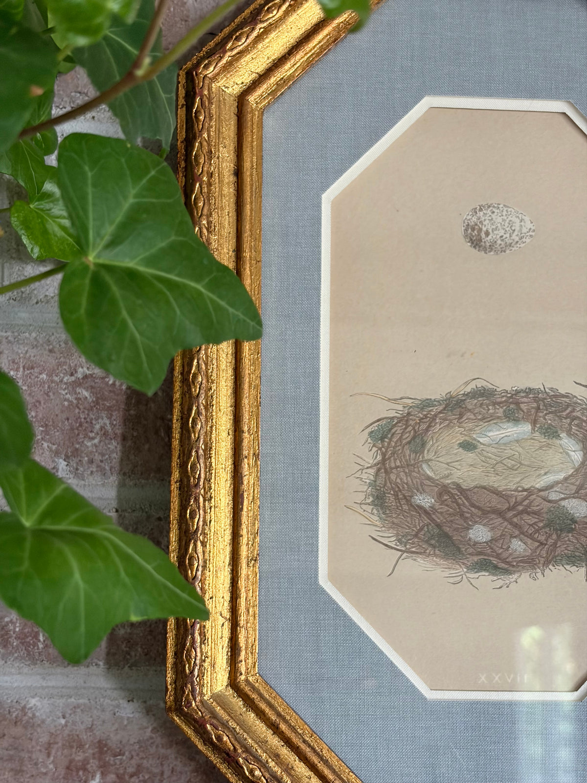Pair of Antique Bird Nest Prints