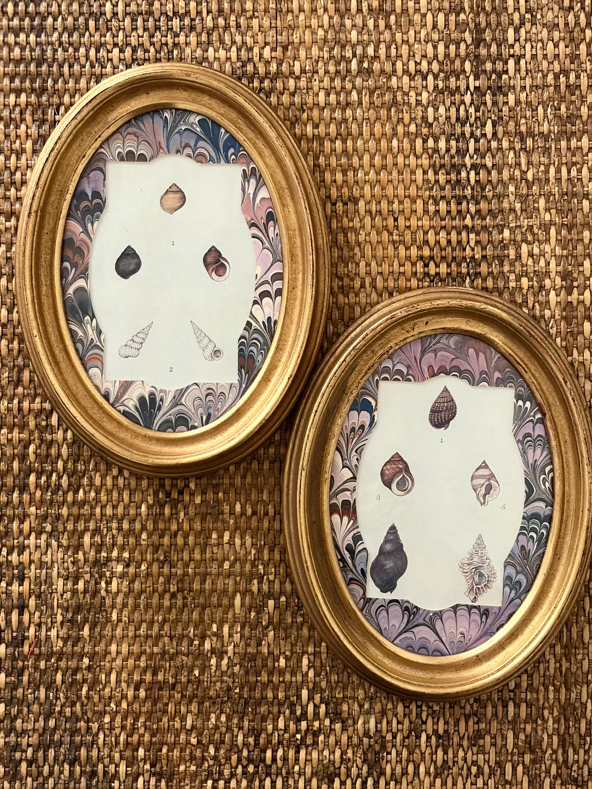 Pair of Antique Shell Prints