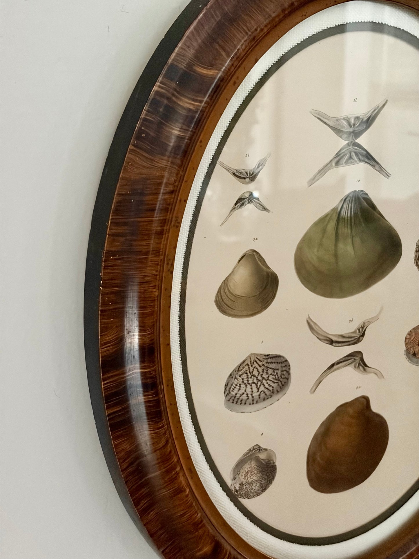 Antique Framed Shell Lithograph
