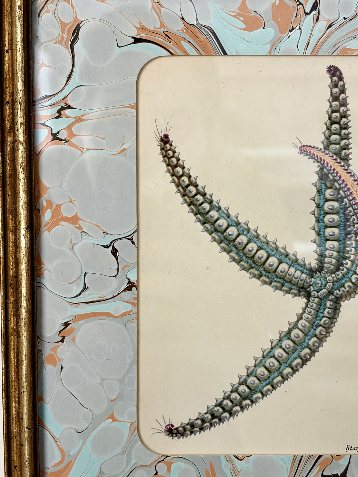 Vintage Starfish Print