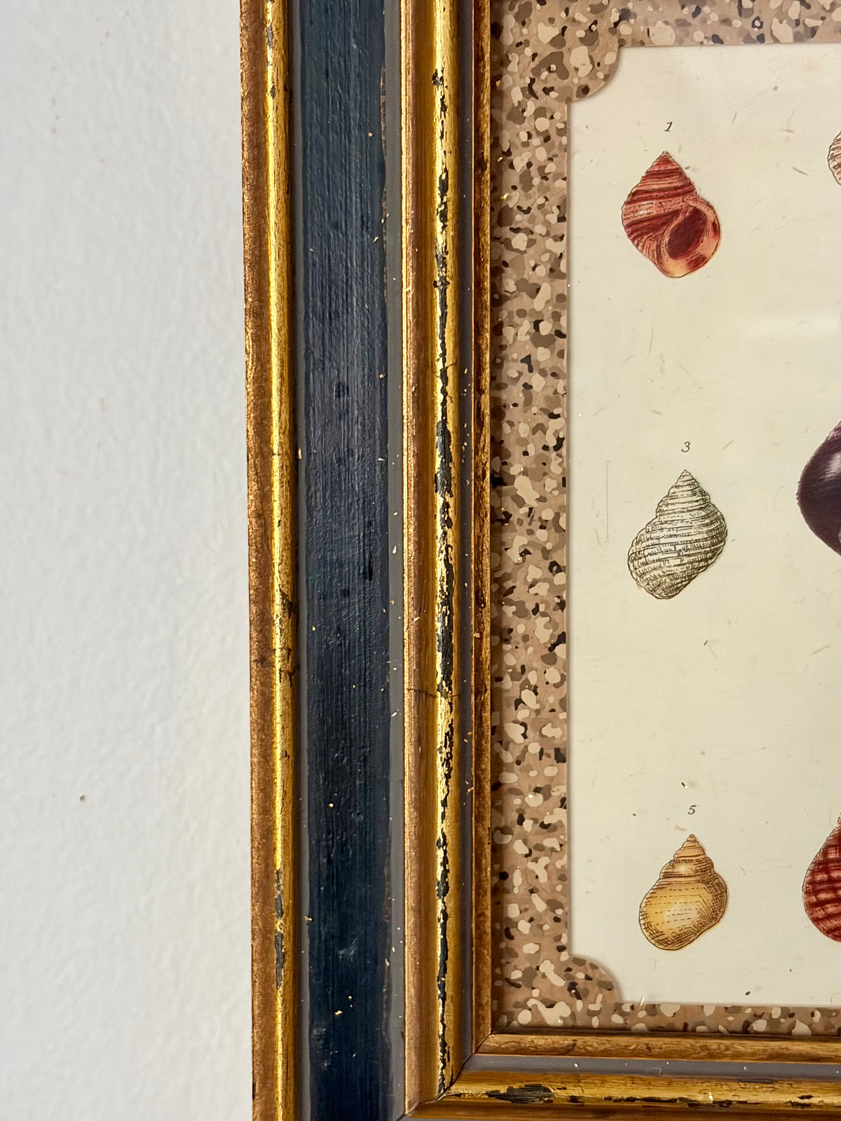 Vintage Shell Print