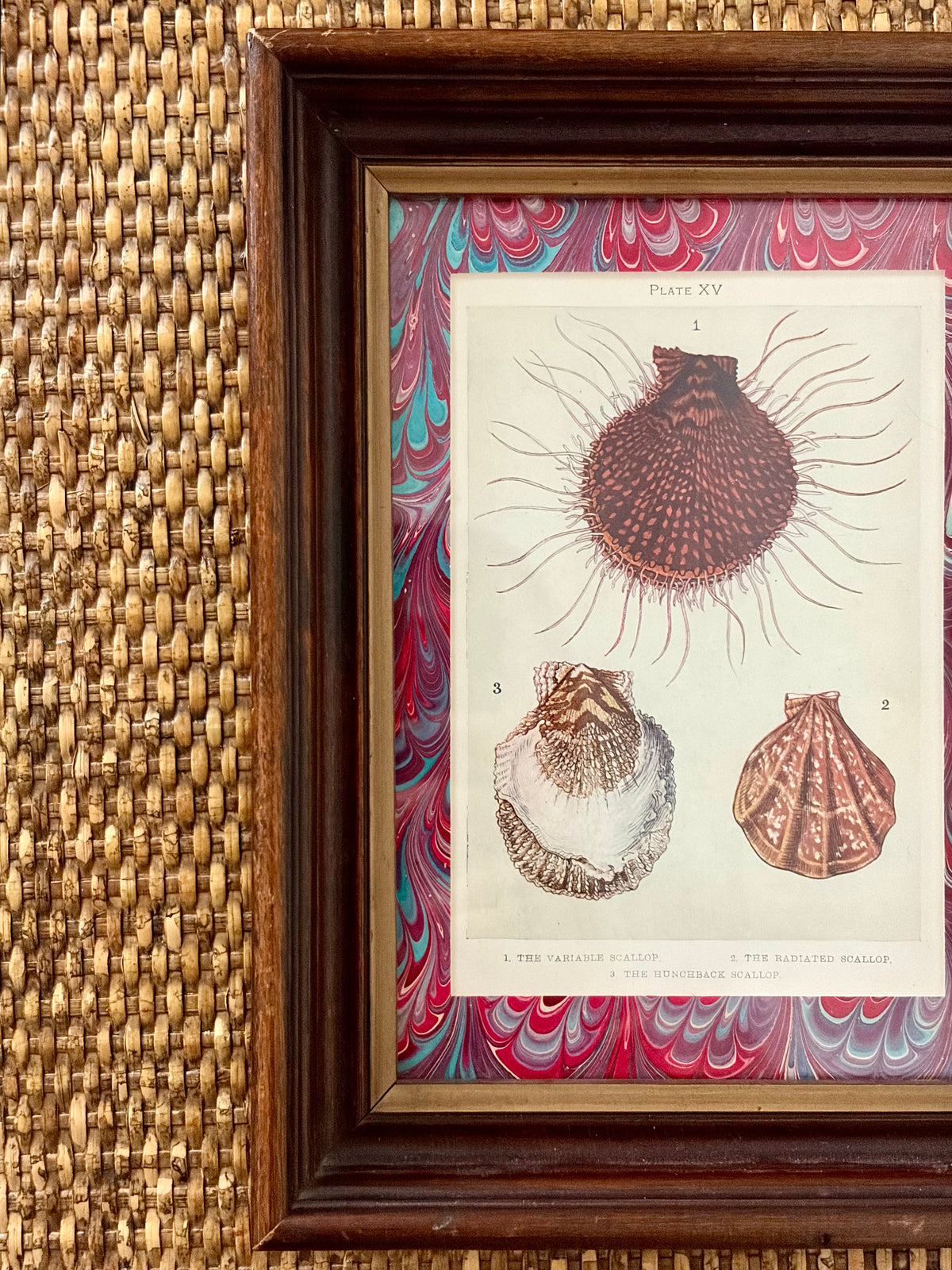 Antique Shell Print