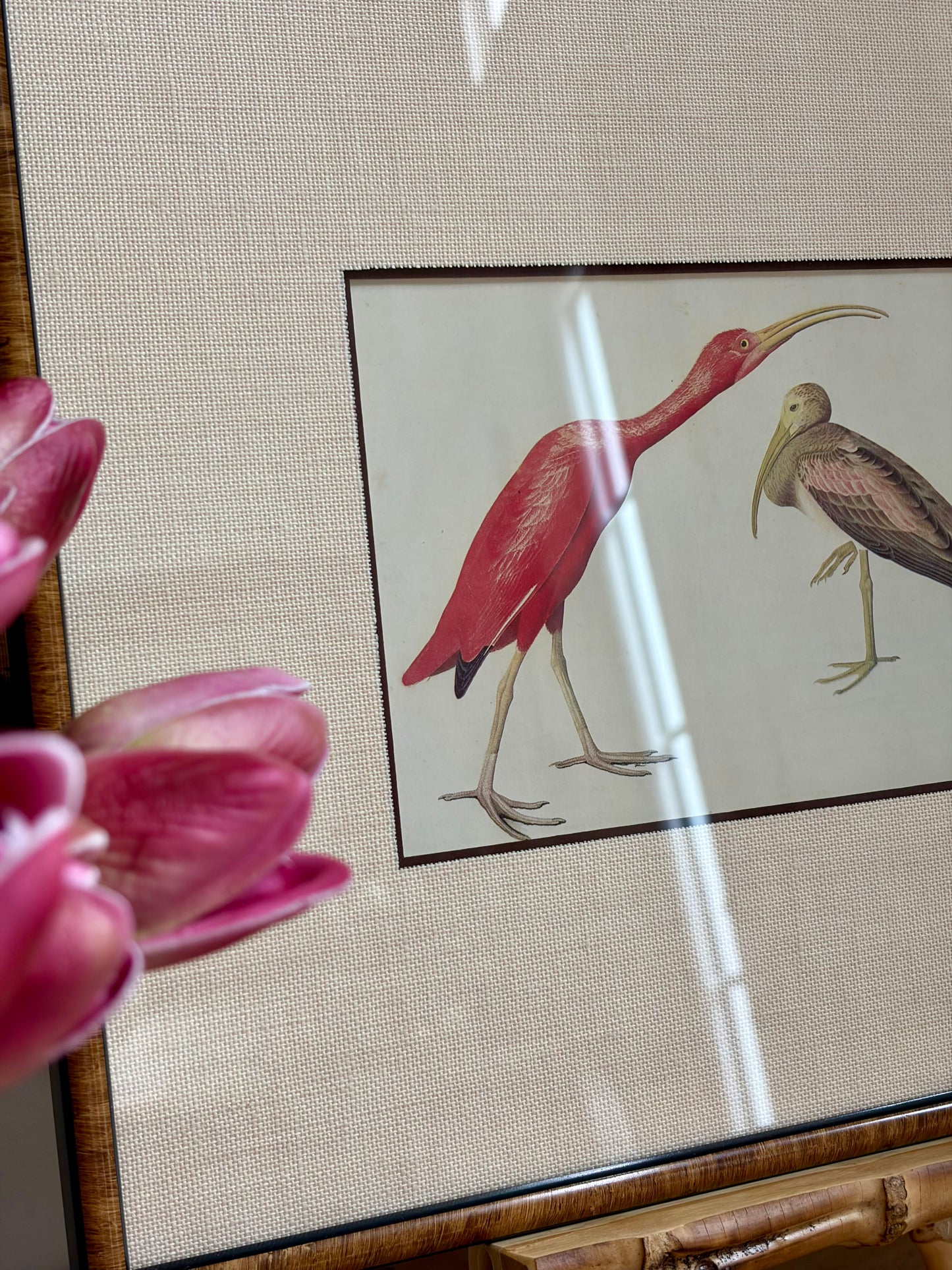 Scarlet Ibis Plate 179