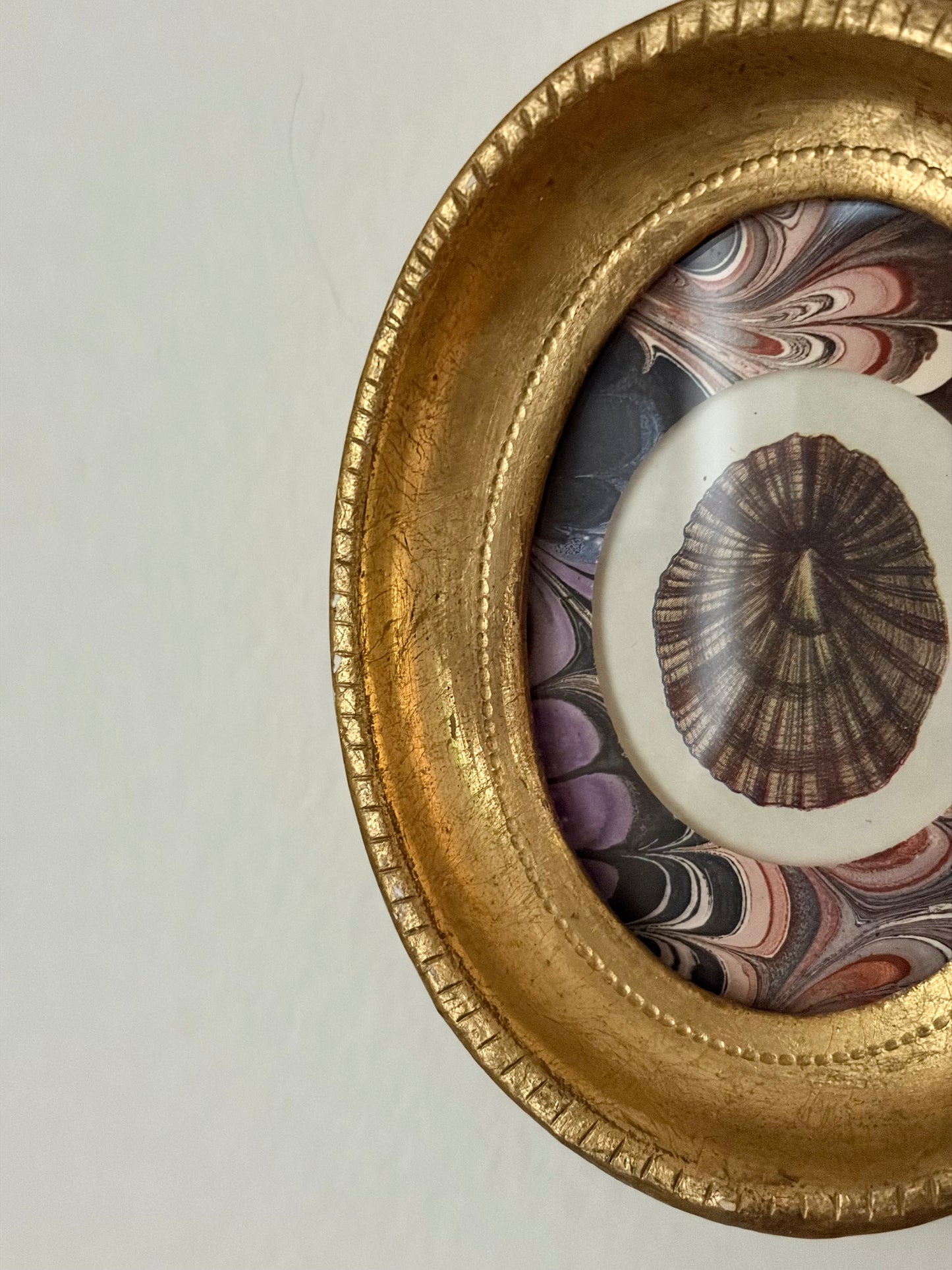 Mini Framed Antique Shell Print