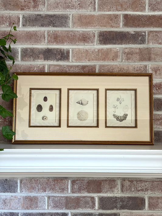 Antique Trio of Shell Prints