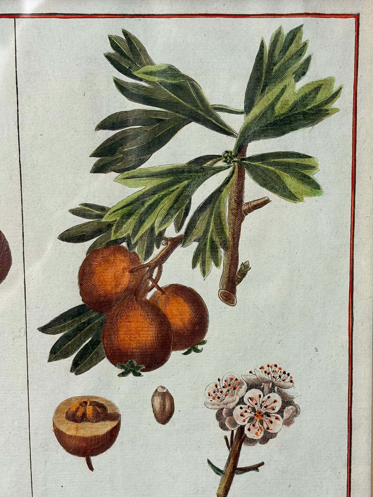 Rare Antique 18th Century Botanical Engraving