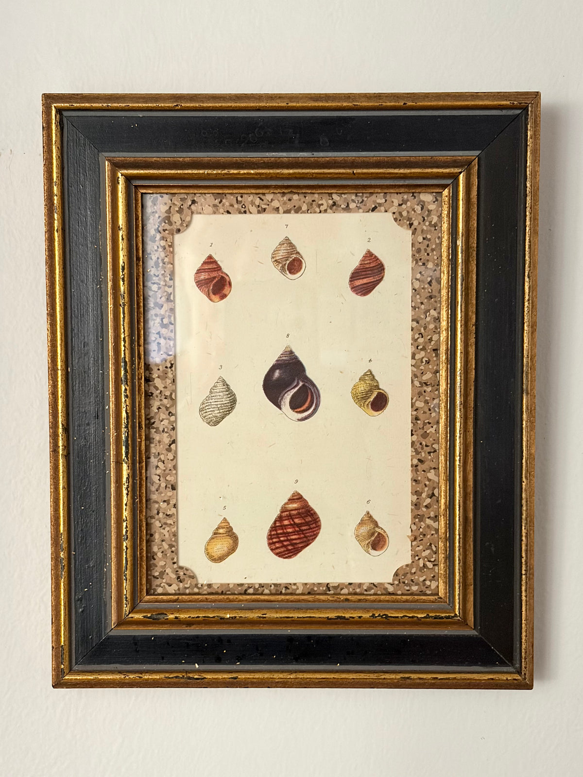 Vintage Shell Print