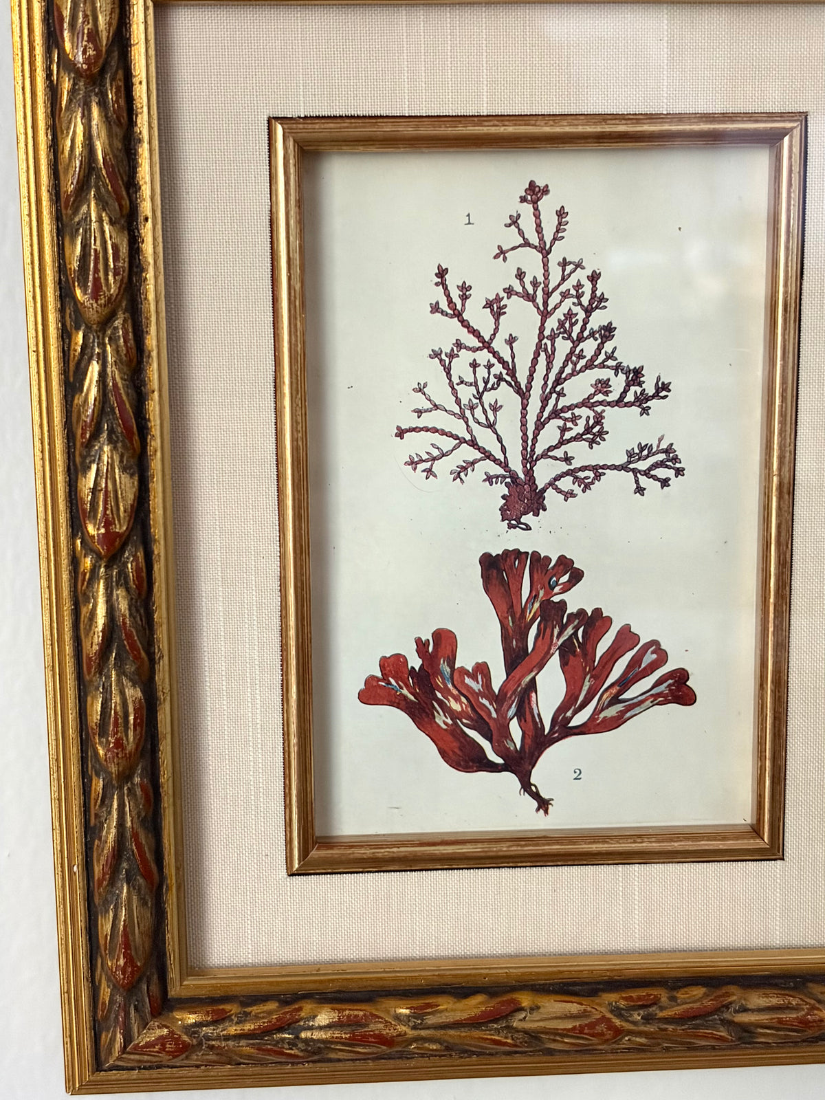 Antique Coral Print