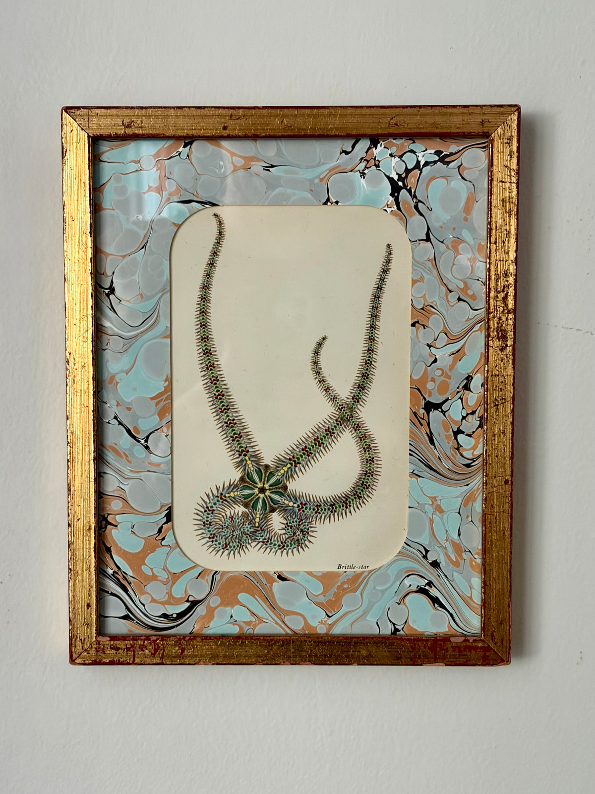 Vintage Starfish Print