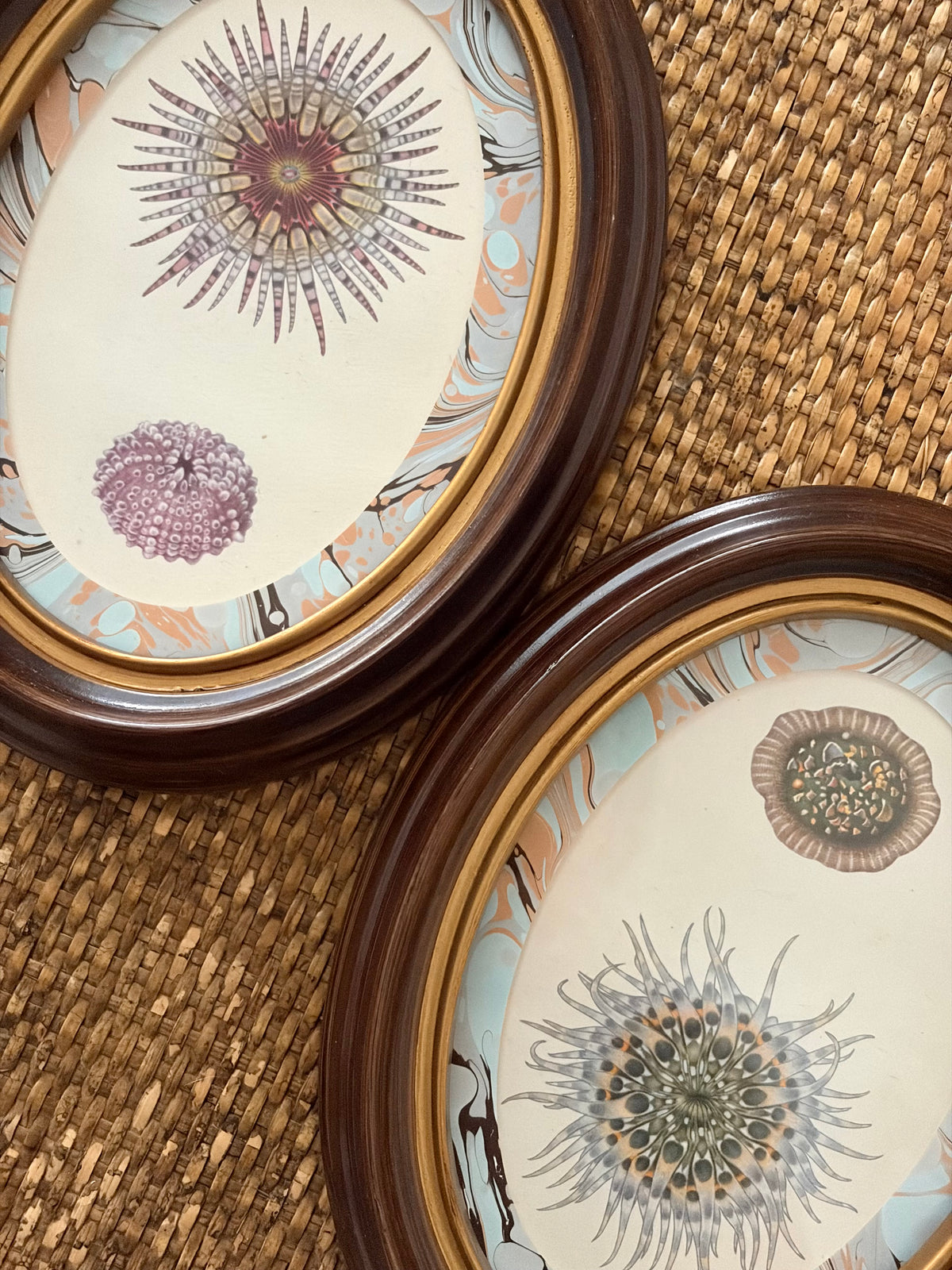Pair of Vintage Anemone and Sea Urchin Prints