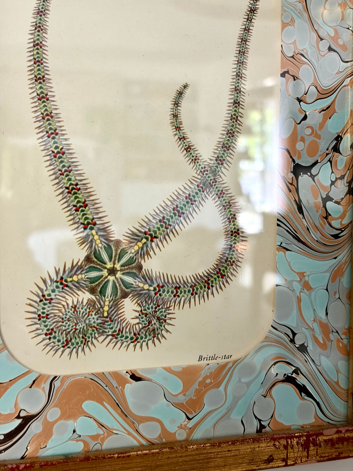 Vintage Starfish Print
